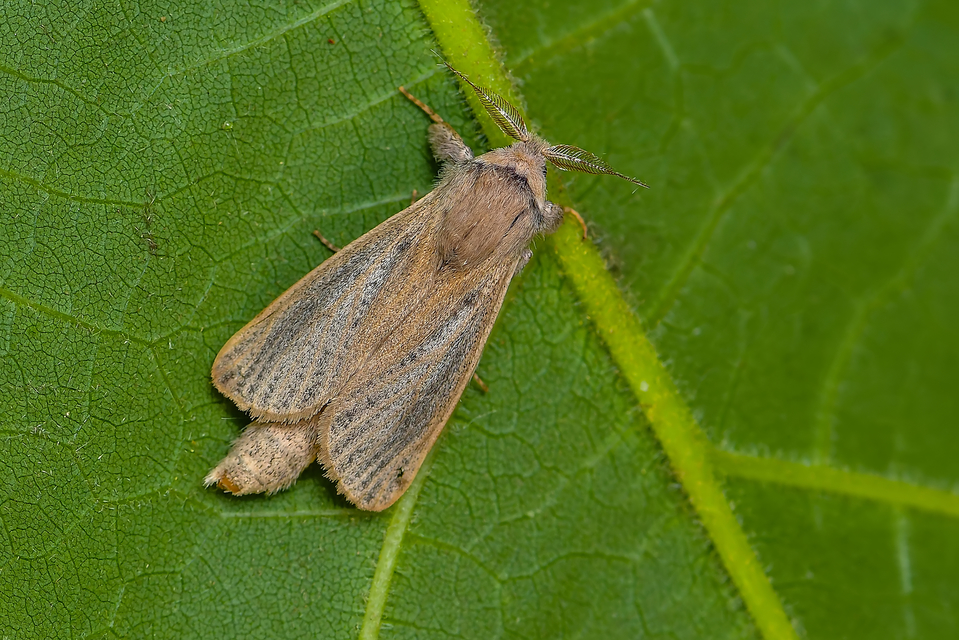 Phragmataecia castaneae - nádfúrólepke