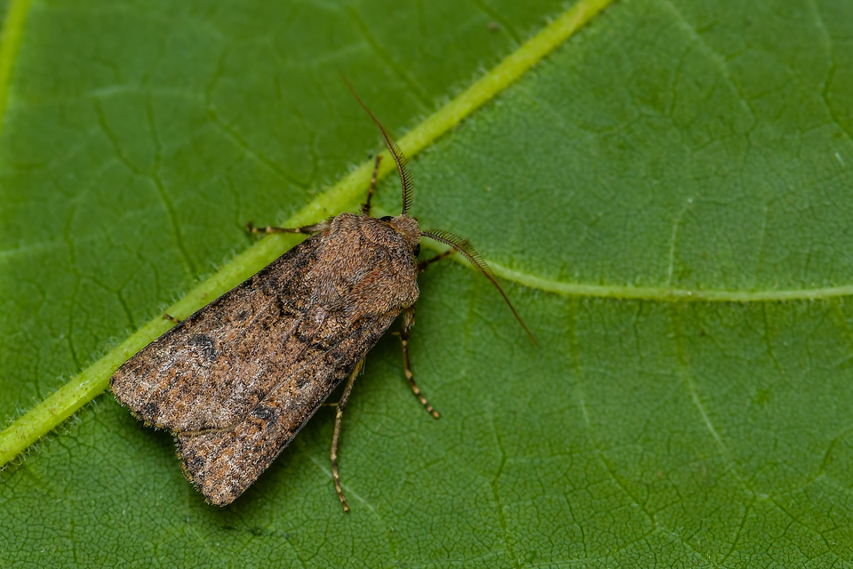 Agrotis segetum - vetési földibagoly