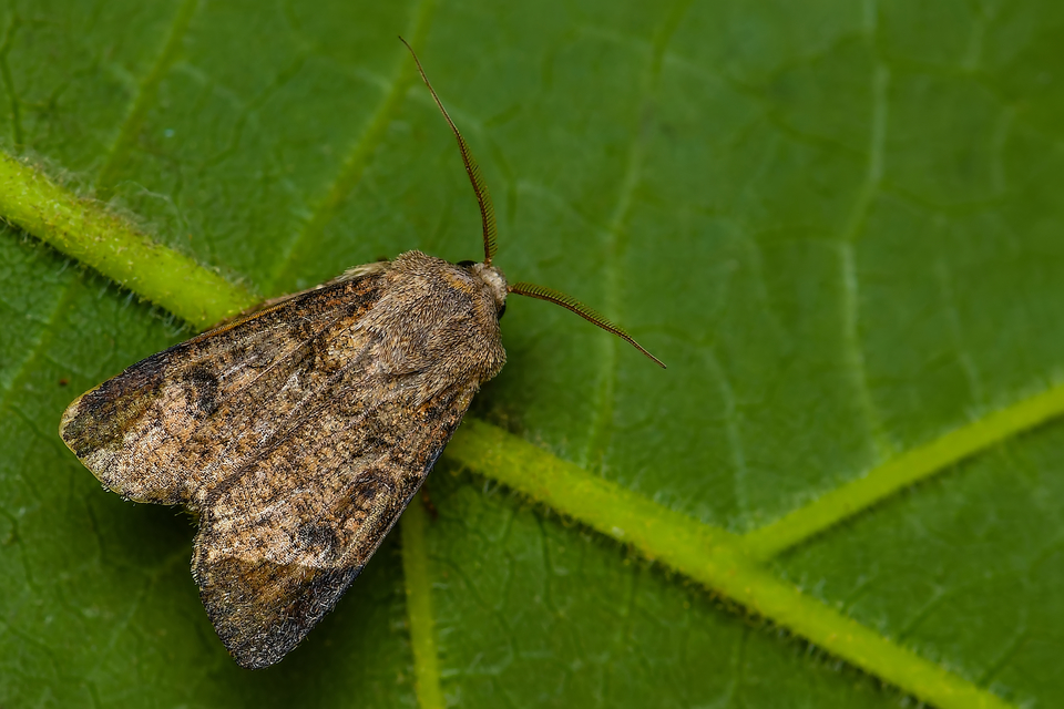 Agrotis segetum - vetési földibagoly