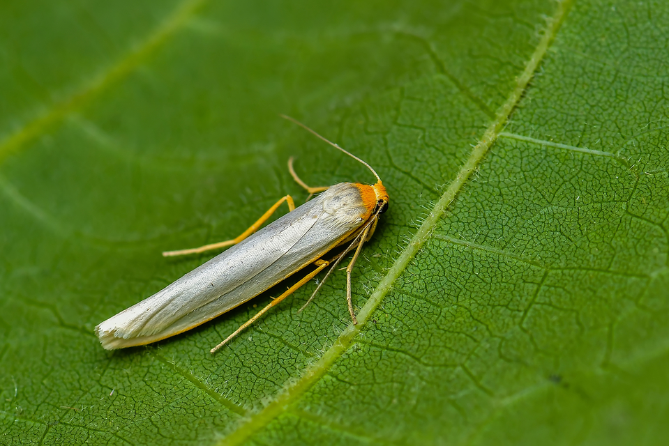 Eilema complana - közönséges zuzmószövő