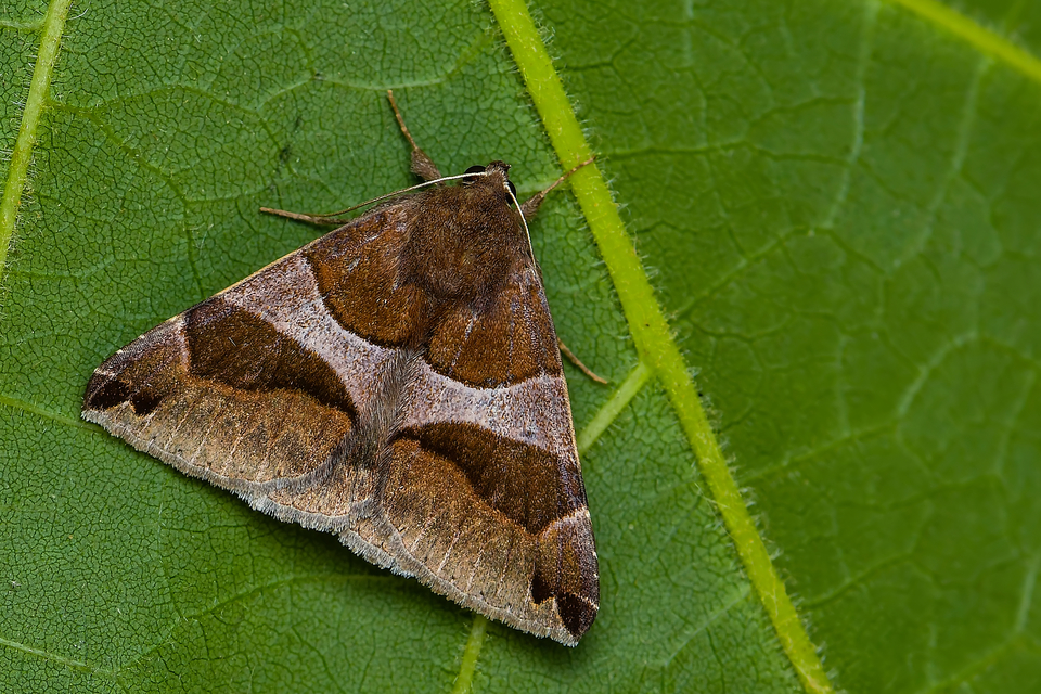 Dysgonia algira - déli porcelánbagoly