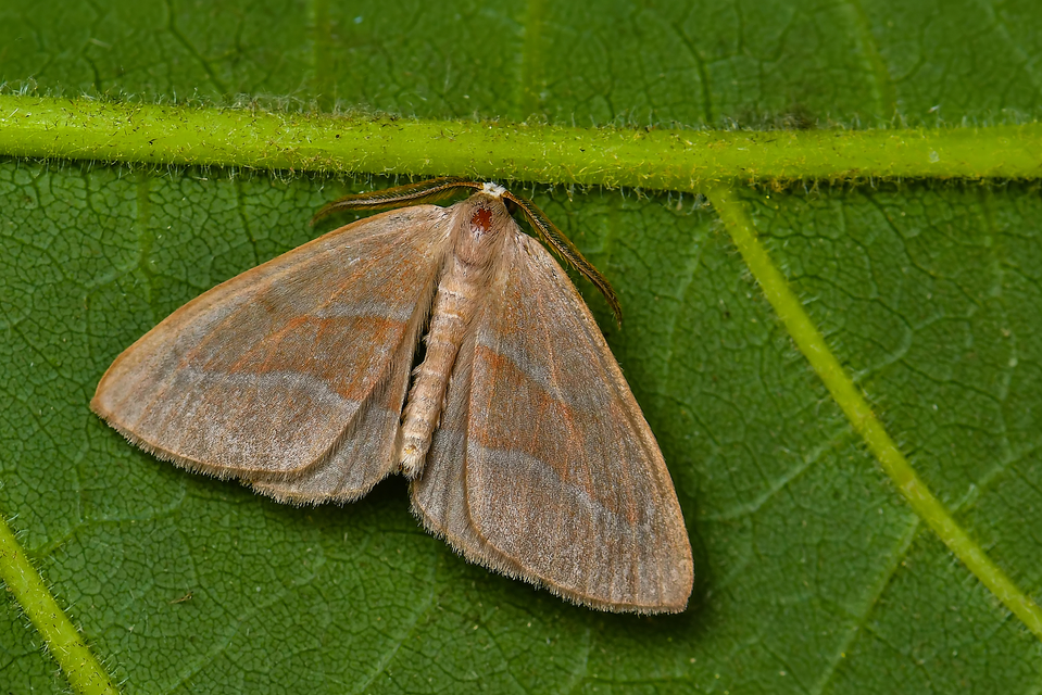 Hylaea fasciaria - erdeifenyő-sávosaraszoló