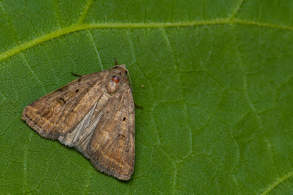 Athetis gluteosa - nyugtalan lápibagoly