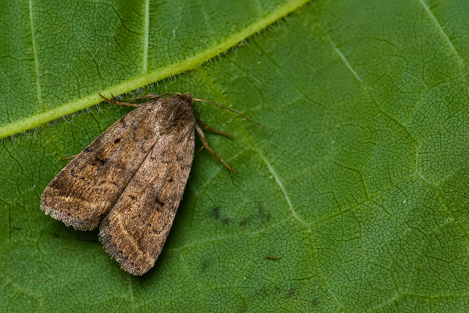 Athetis gluteosa - nyugtalan lápibagoly