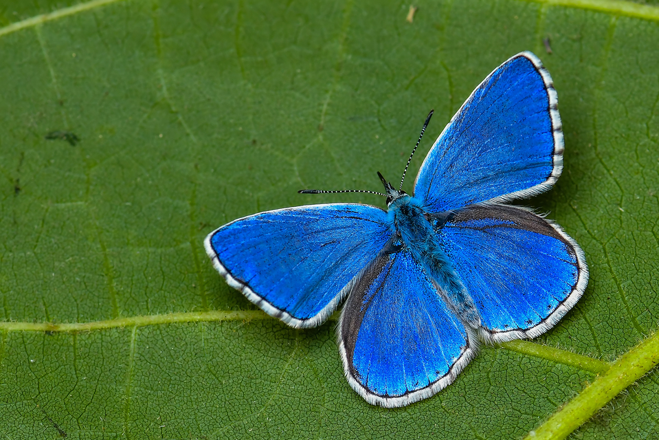 Polyommatus bellargus - égszínű boglárka