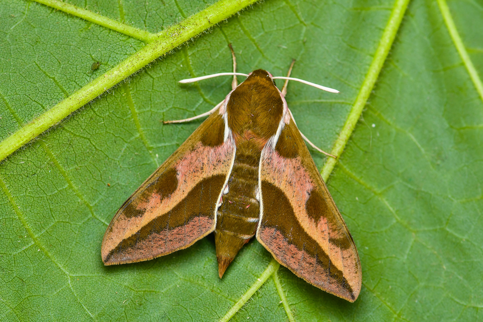 Hyles euphorbiae - kutyatejszender
