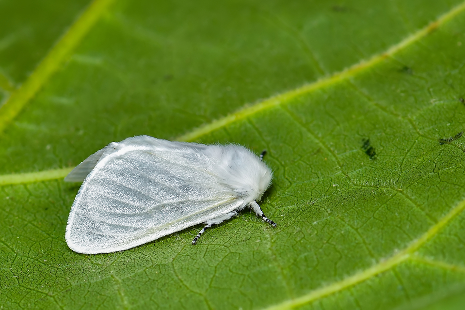 Leucoma salicis - fűzfaszövő