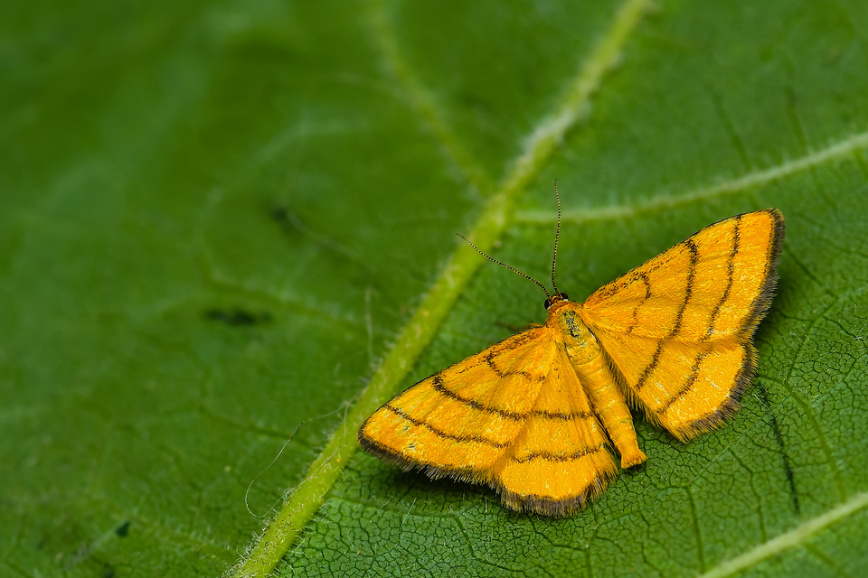 Idaea aureolaria - aranyos sávosaraszoló