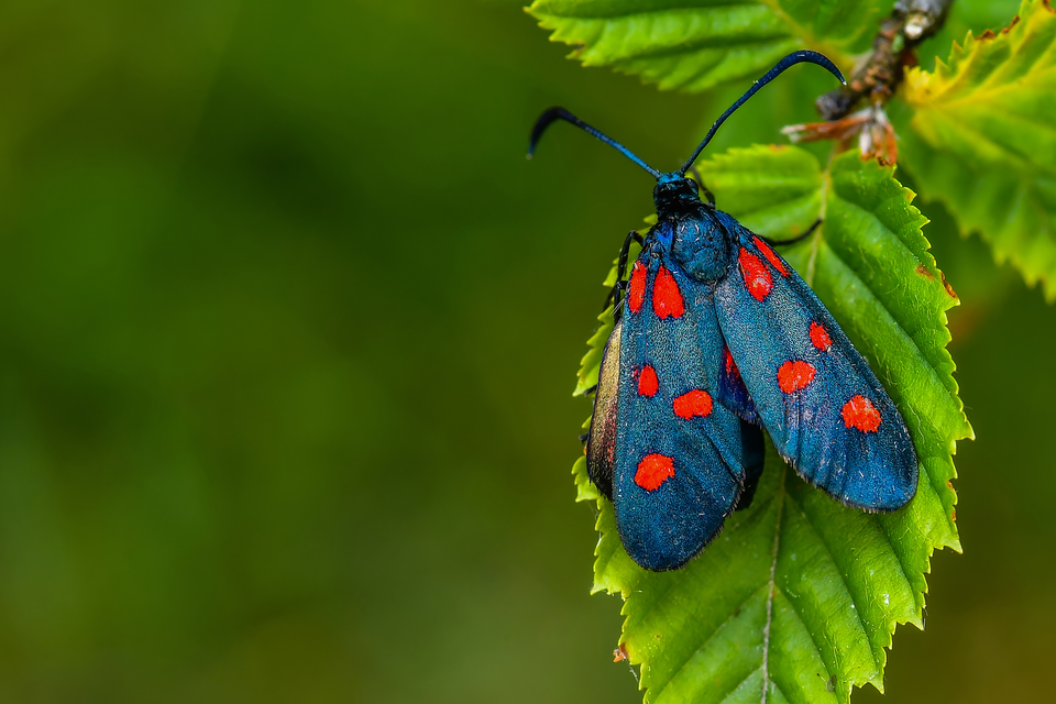 Zygaena