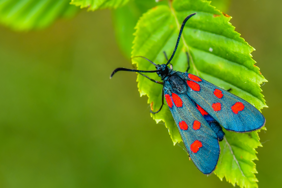 Zygaena