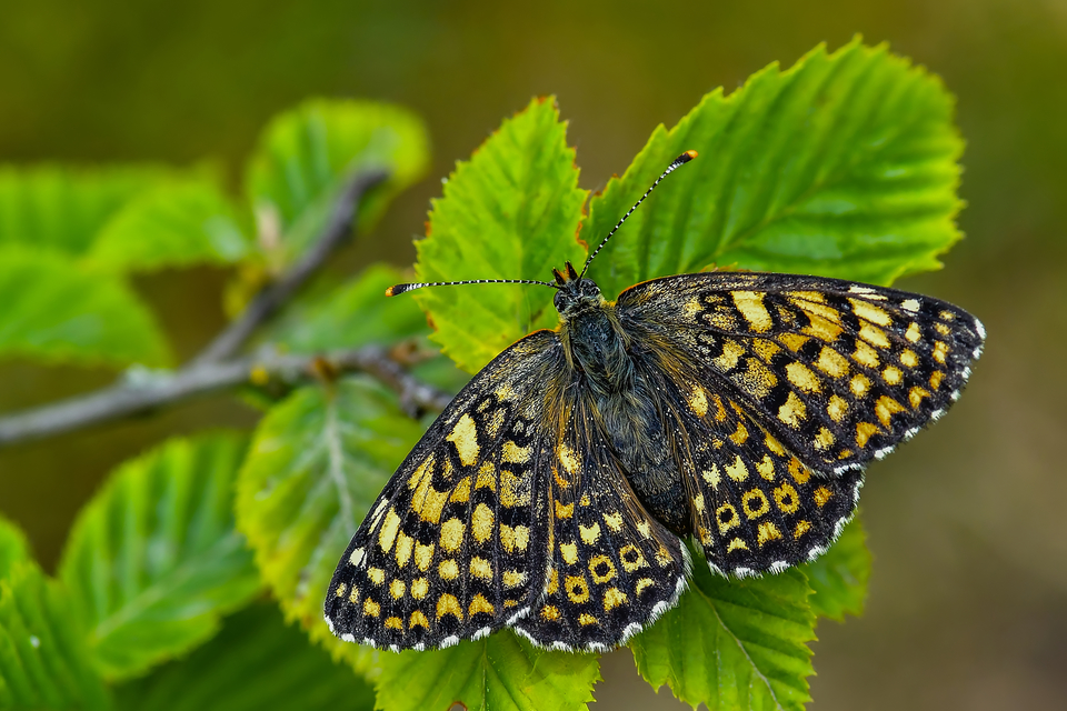 Melitaea cinxia - réti tarkalepke