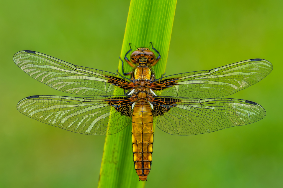Libellula depressa - széles laposacsa