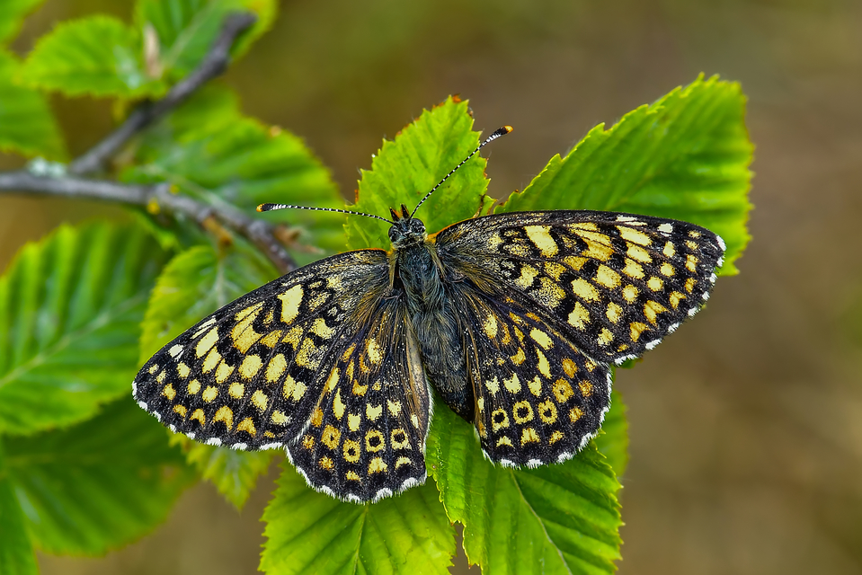 Melitaea cinxia - réti tarkalepke
