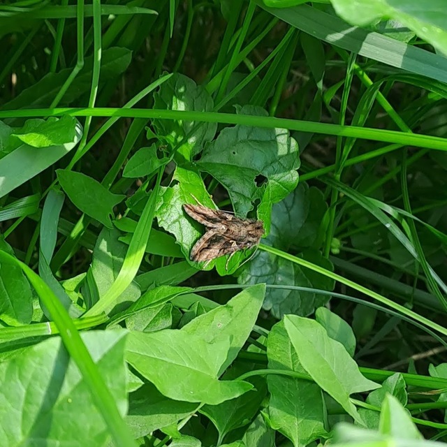 Autographa gamma - gammalepke