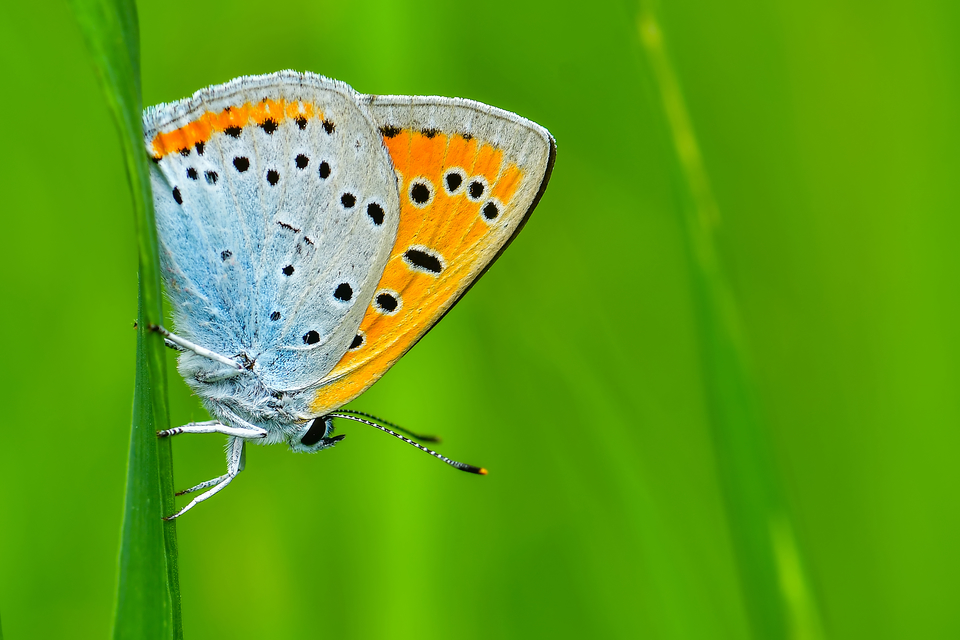 Lycaena dispar rutilus - nagy tűzlepke