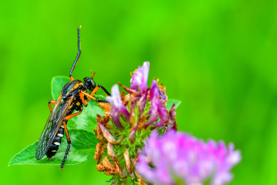 Molobratia teutonus