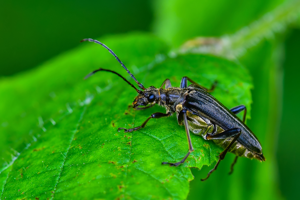 Stenocorus meridianus - fűz-gyökércincér