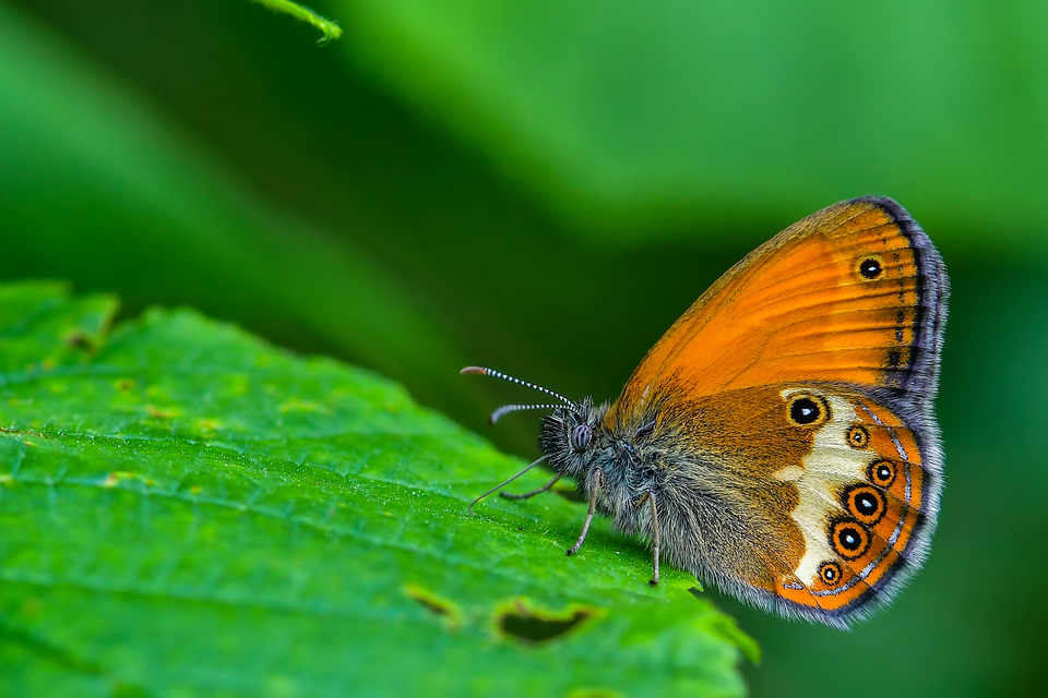 Coenonympha arcania - fehéröves szénalepke