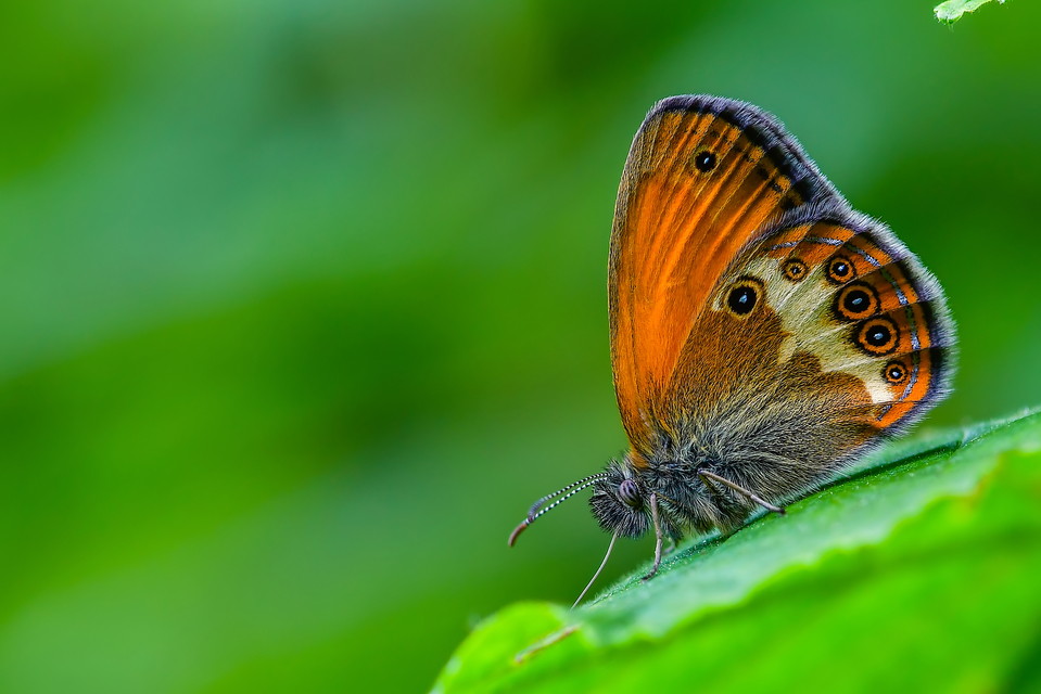 Coenonympha arcania - fehéröves szénalepke