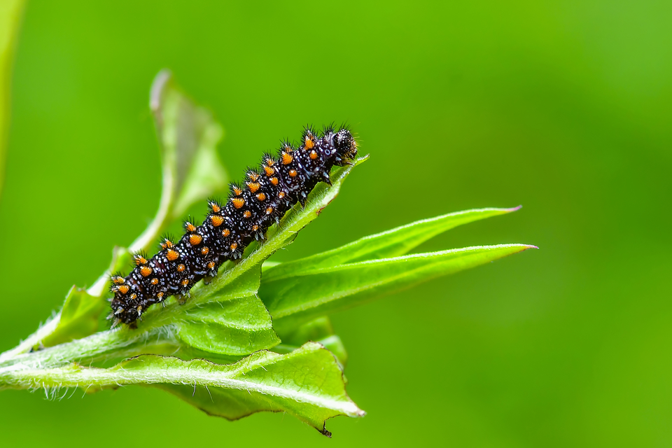 Melitaea