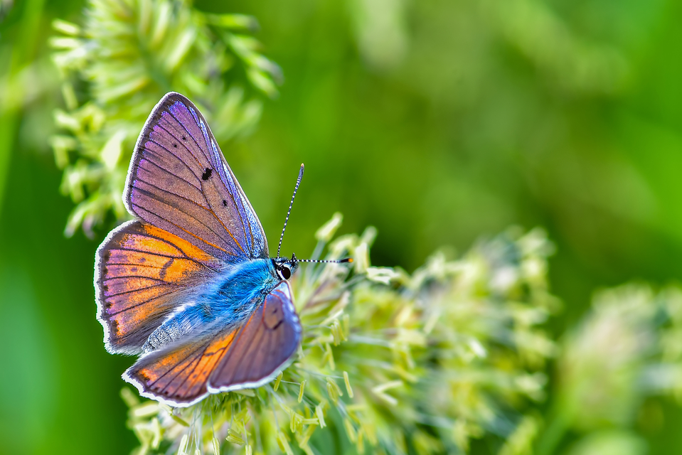 Lycaena alciphron - ibolyás tűzlepke