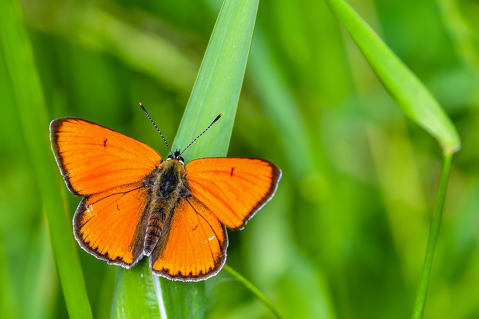 Lycaena dispar rutilus - nagy tűzlepke
