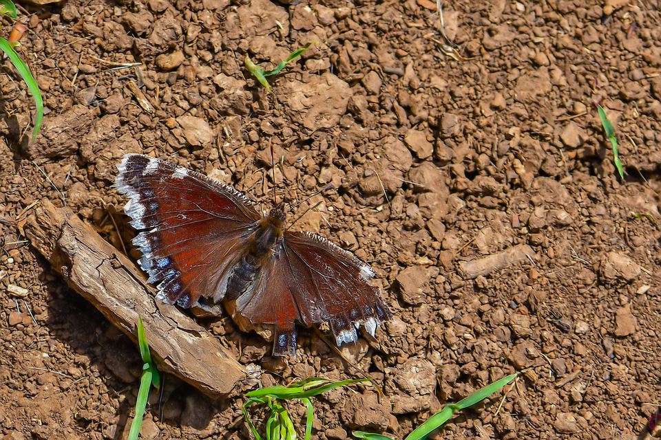 Nymphalis antiopa - gyászlepke