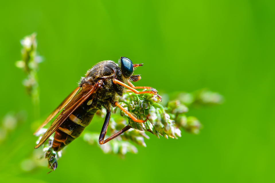 Coenomyia ferruginea - szagos légy