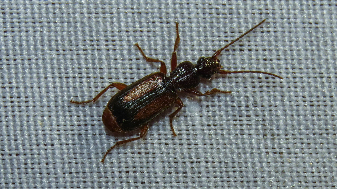 Polistichus connexus - barna sutafutó