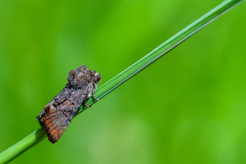 Oligia latruncula - fekete dudvabagoly