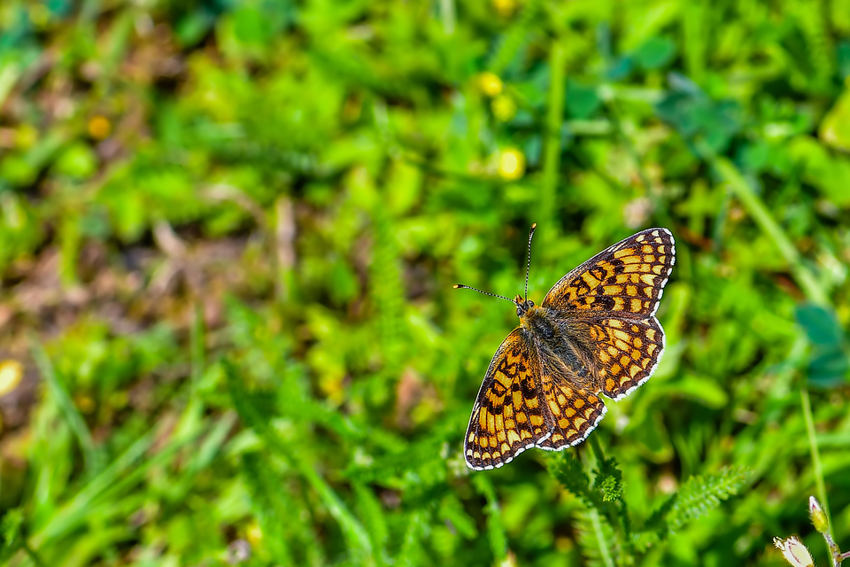 Melitaea phoebe - nagy tarkalepke