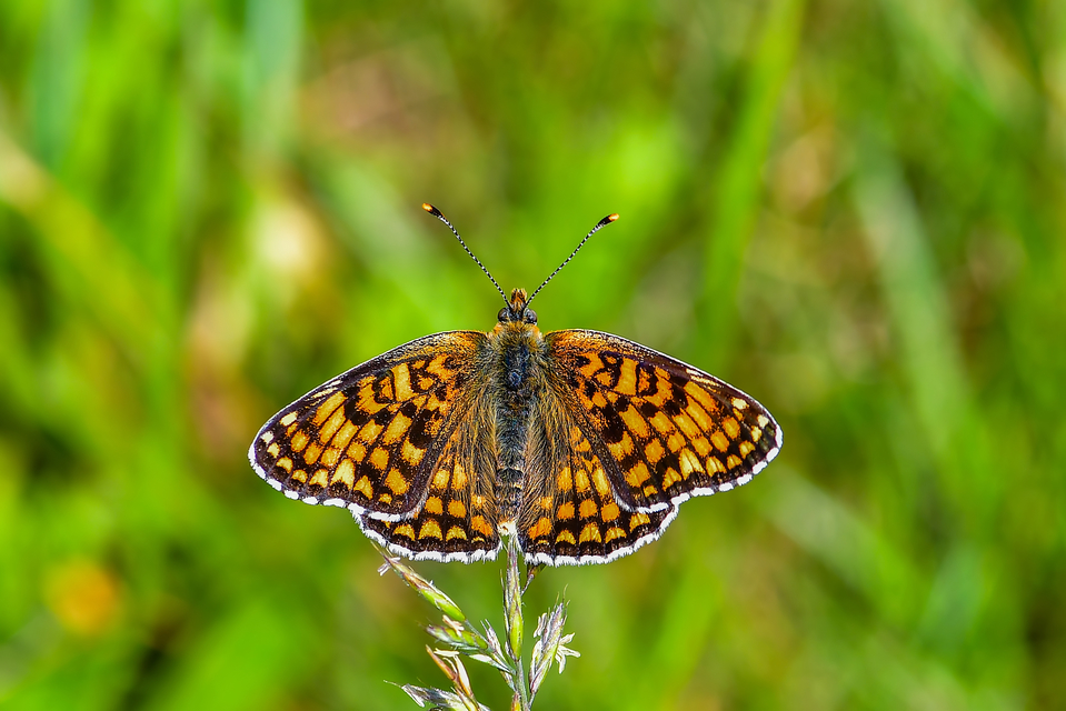 Melitaea phoebe - nagy tarkalepke