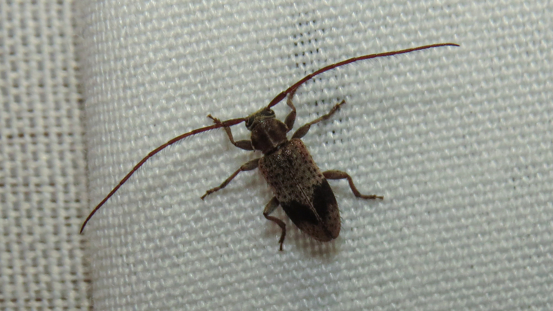 Exocentrus punctipennis - szilfa-rőzsecincér