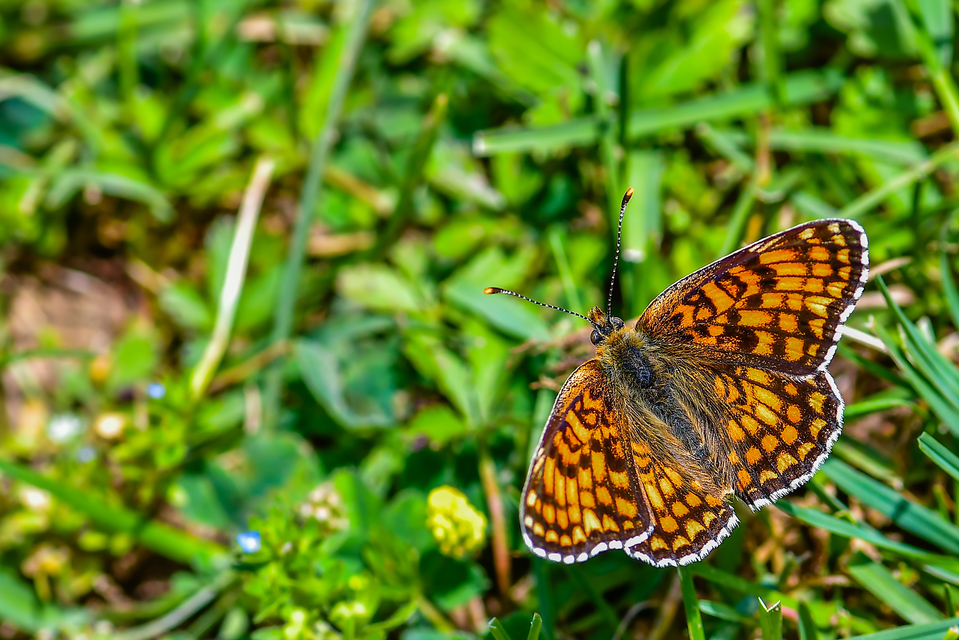 Melitaea phoebe - nagy tarkalepke