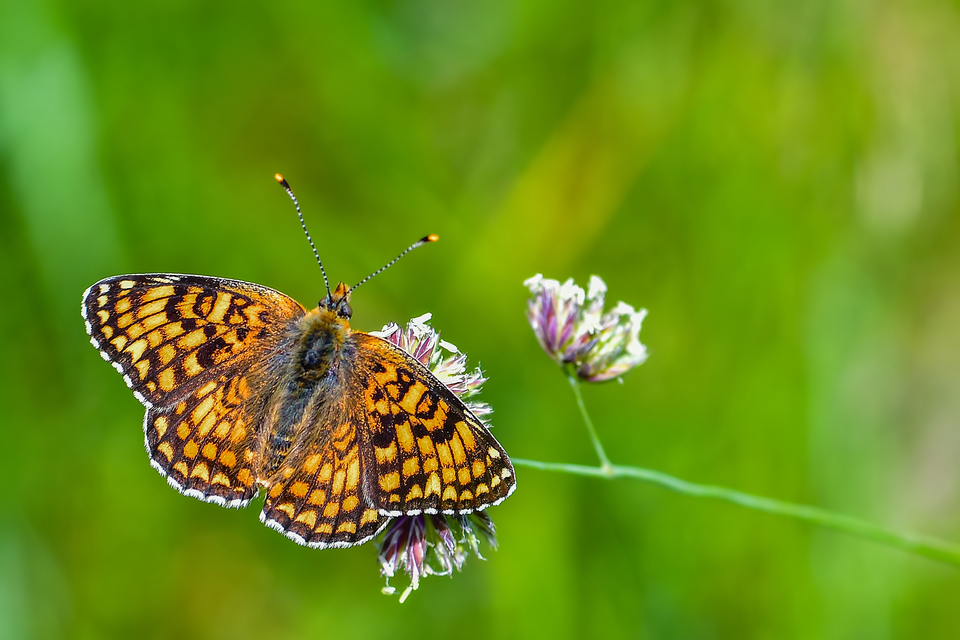 Melitaea phoebe - nagy tarkalepke