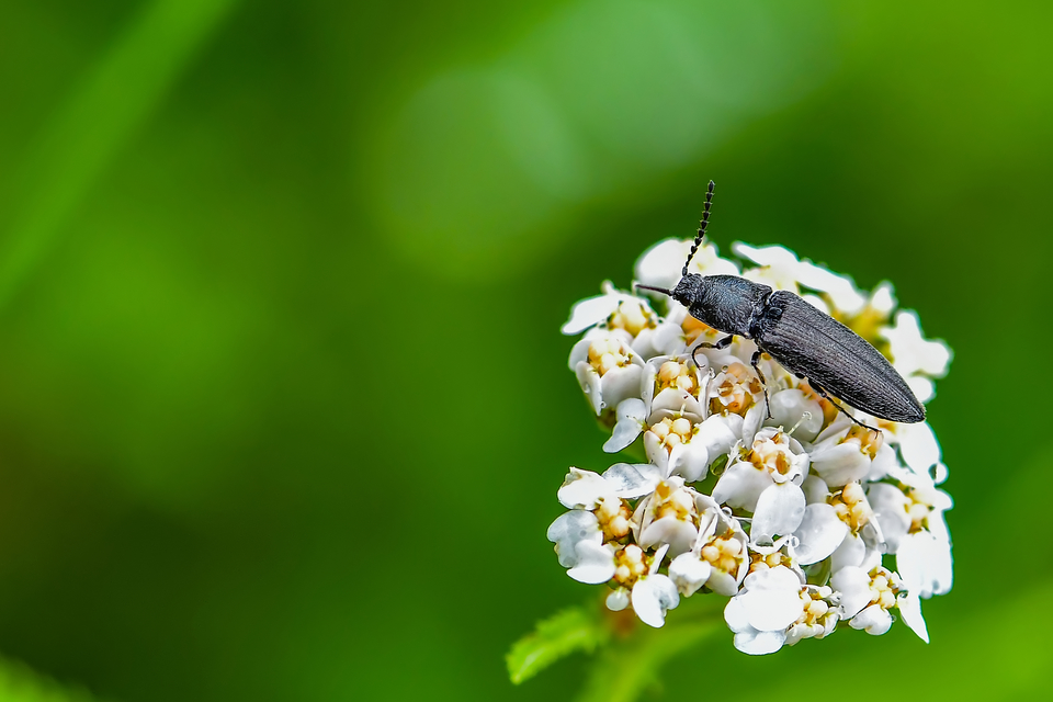 Elateridae - pattanóbogárfélék