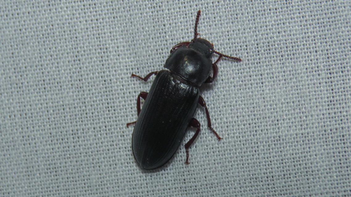 Tenebrio molitor - közönséges lisztbogár