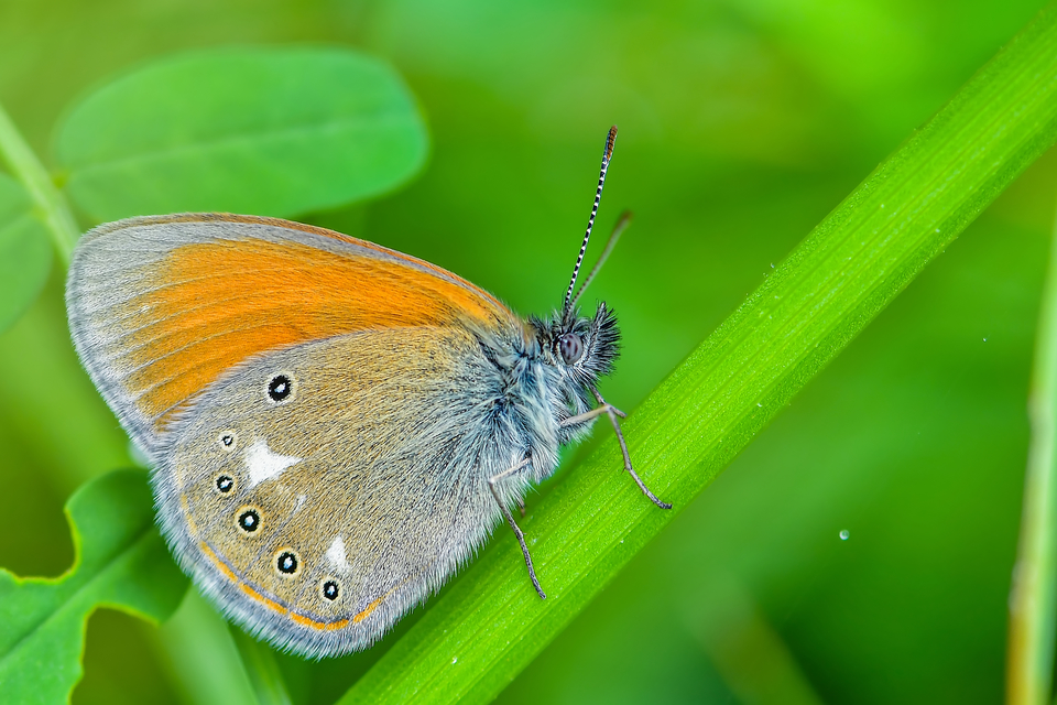 Coenonympha glycerion - közönséges szénalepke