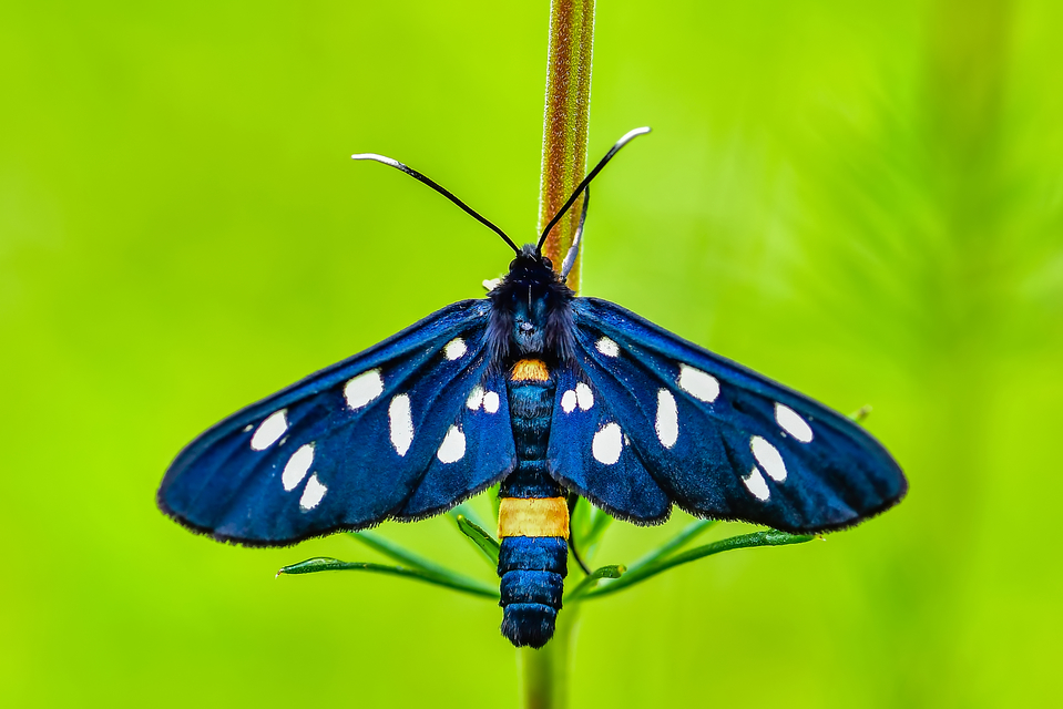 Amata phegea - fehérpettyes álcsüngőlepke