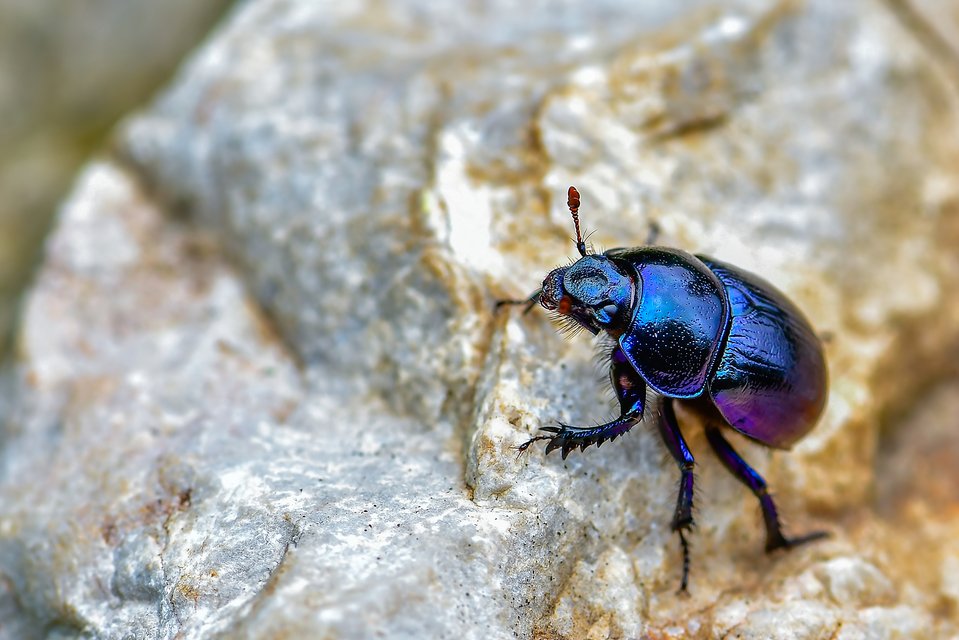 Trypocopris vernalis - tavaszi álganéjtúró