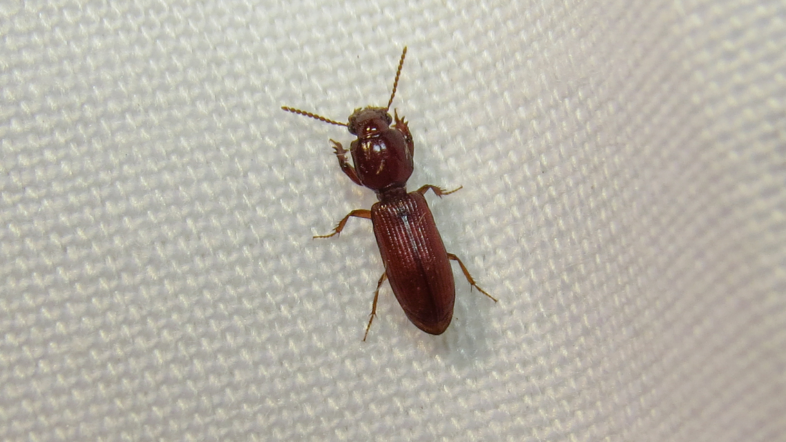 Clivina ypsilon - sziki vakondfutó