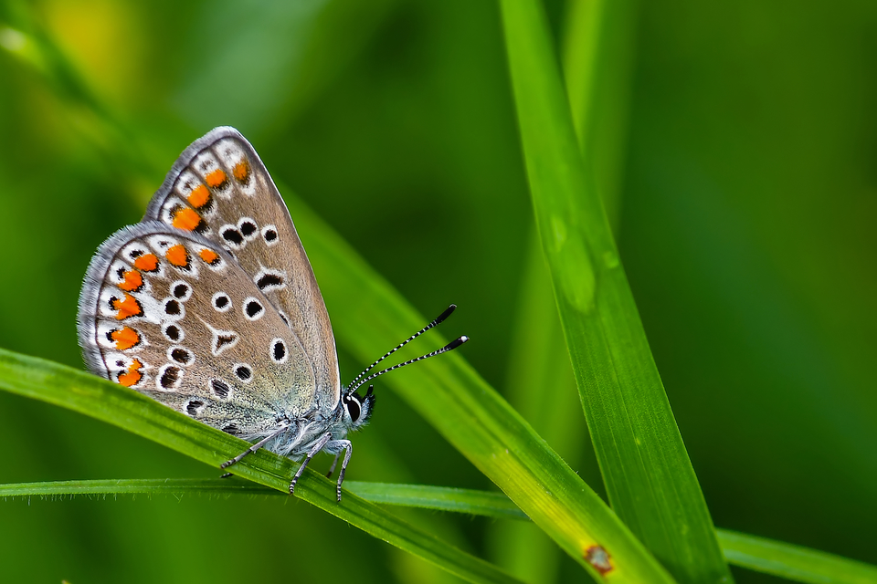 Polyommatus icarus - közönséges boglárka