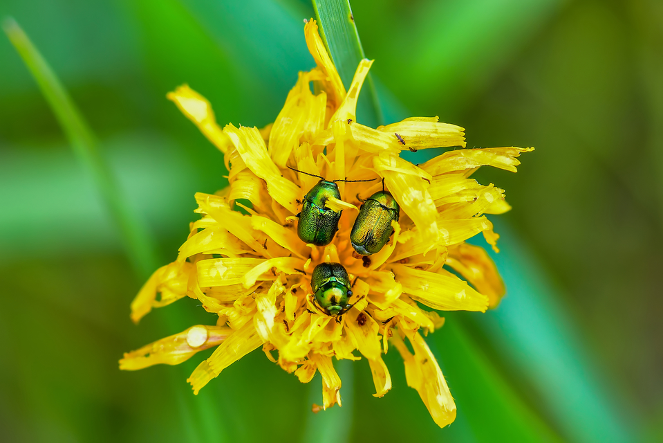 Cryptocephalus