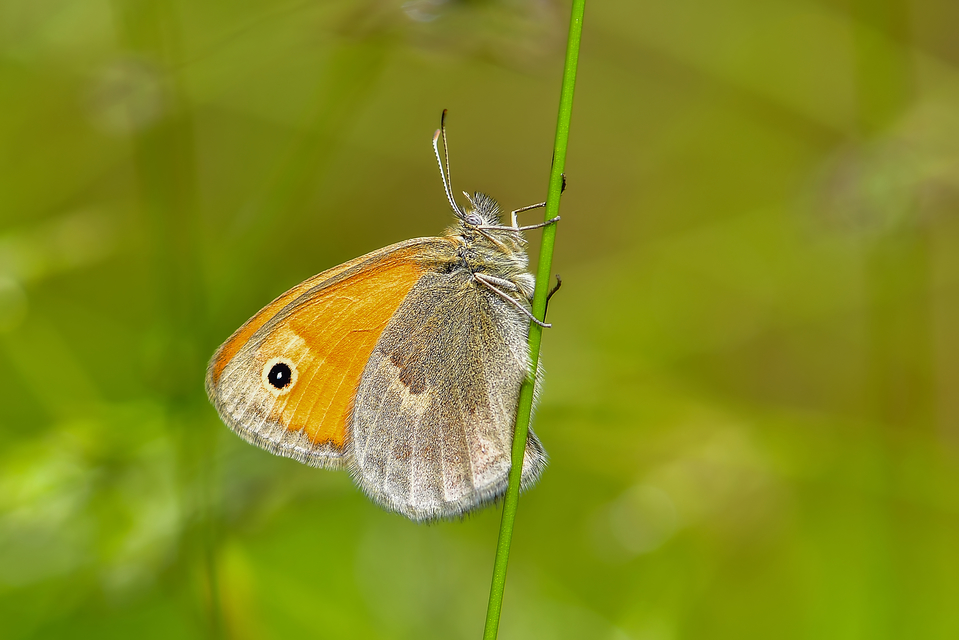Coenonympha pamphilus - kis szénalepke