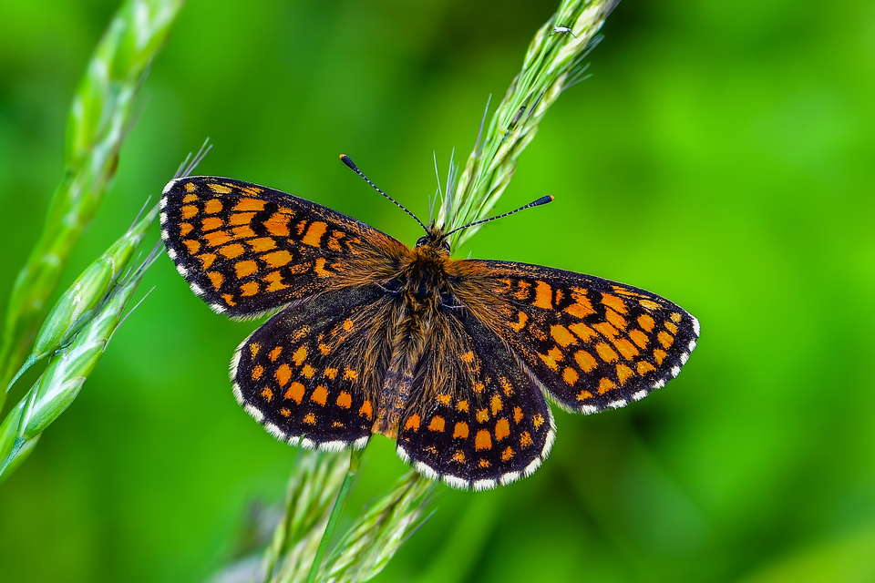 Melitaea athalia - közönséges tarkalepke