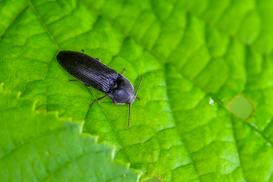 Elateridae - pattanóbogárfélék