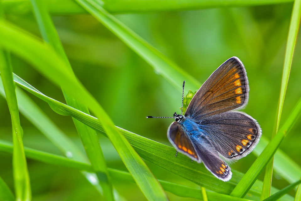 Polyommatus icarus - közönséges boglárka
