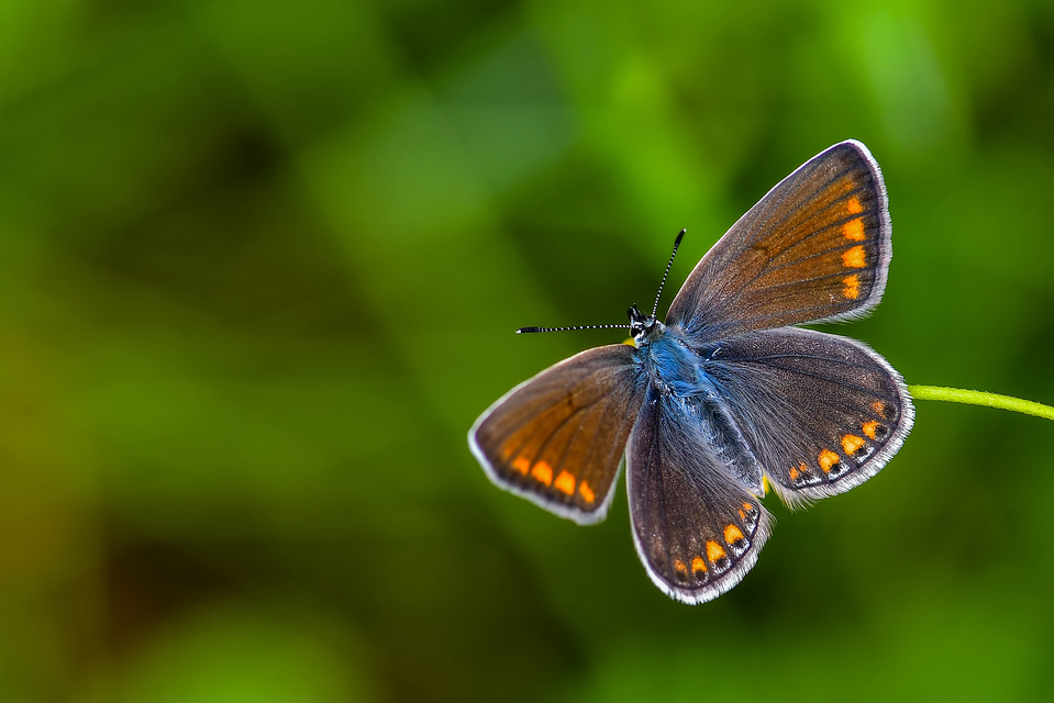 Polyommatus icarus - közönséges boglárka