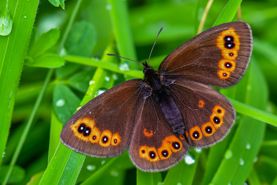 Erebia medusa - tavaszi szerecsenlepke