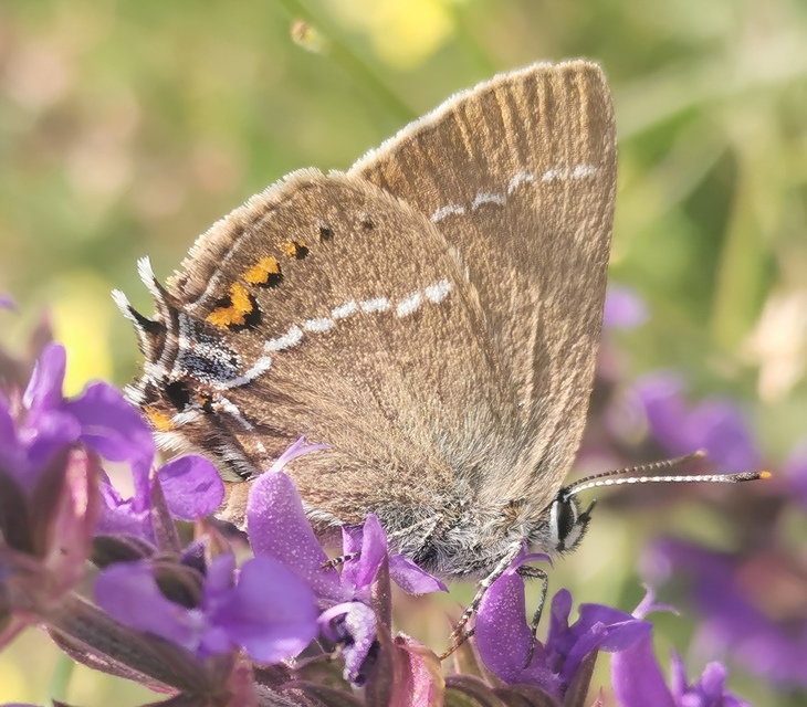 Satyrium spini - kökény-csücsköslepke